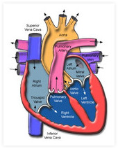 Notranjost srca - mišične črpalke