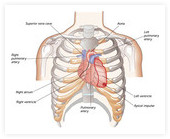Anatomski položaj srca